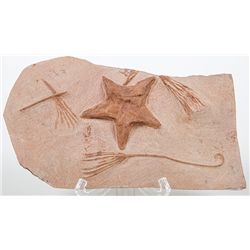 Starfish and Crinoids