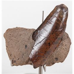 T-Rex Tooth in Matrix