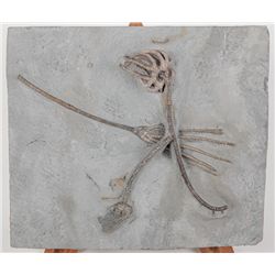 Three Crinoids From the Famous Crawfordsville, Indiana Beds