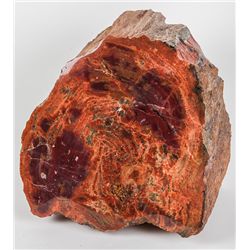 Partial Polished Petrified Wood Log Section