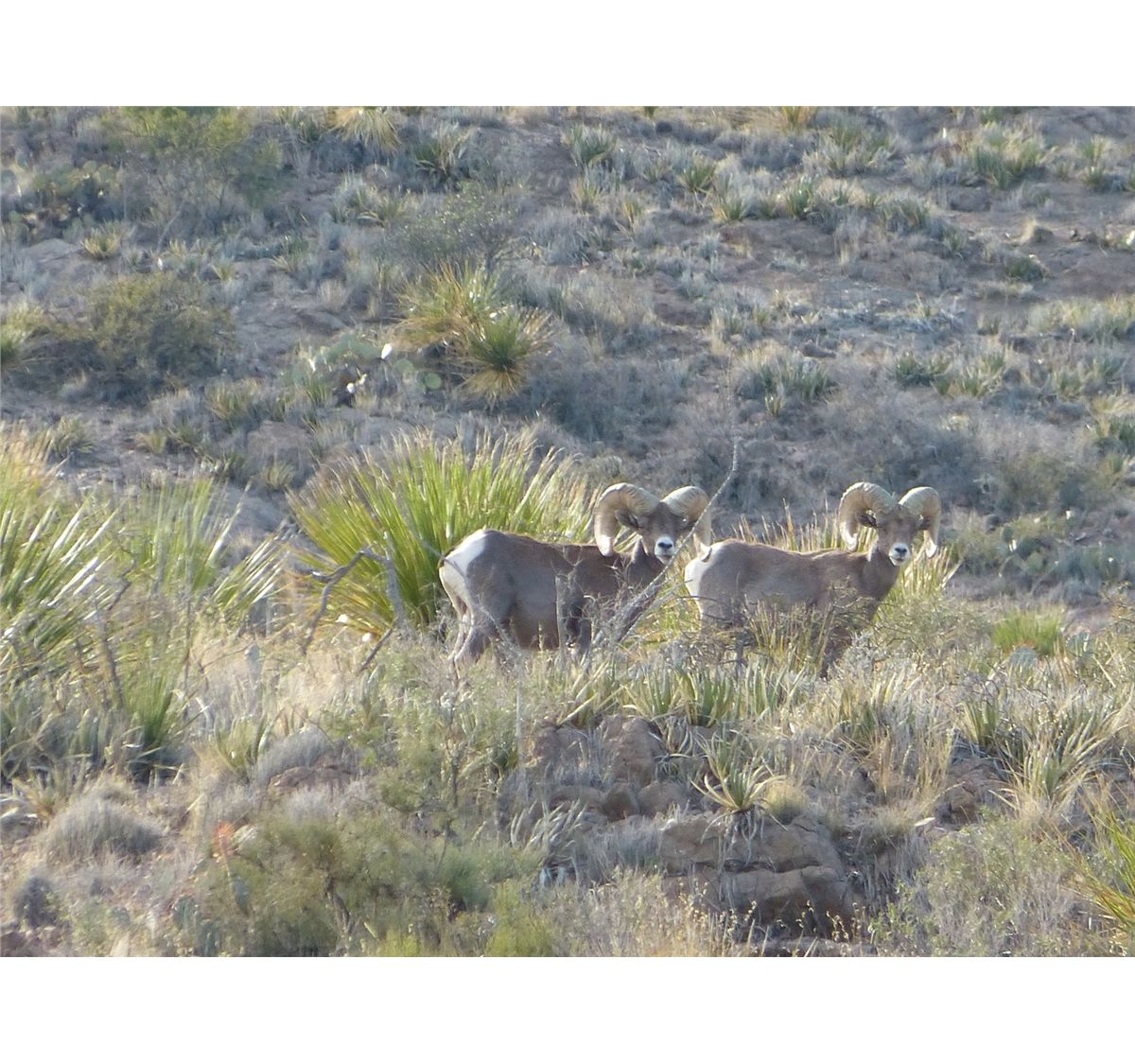 10Day Chihuahua, Mexico Desert Bighorn Sheep Hunt 2014/2015