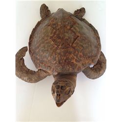 Sea Turtle Taxidermy