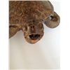 Image 2 : Sea Turtle Taxidermy