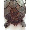 Image 3 : Sea Turtle Taxidermy