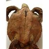 Image 4 : Sea Turtle Taxidermy
