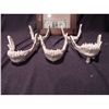 Image 1 : CHUPACABRA SKELETON LOWER JAWS WITH FANGS LOT OF 5