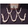 Image 2 : CHUPACABRA SKELETON LOWER JAWS WITH FANGS LOT OF 5
