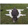 Image 1 : INDIAN WOLF SKIN CEREMONIAL HEADDRESS 2 JOHN BUECHLER F/X SHOP LIQUIDATION
