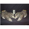 Image 1 : ALIEN CREATURE SUIT FEET WITH HUGE CLAWS WEARABLE MATCHED PAIR FROM UNKNOWN PRODUCTION