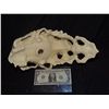 Image 3 : ALIEN CREATURE DEMON MONSTER SKULL FROM UNKNOWN PRODUCTION