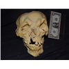 Image 1 : INBRED MUTANT FREAK SKULL WITH LOWER JAW ONE OF A KIND FROM UNKNOWN PRODUCTION
