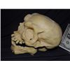 Image 3 : INBRED MUTANT FREAK SKULL WITH LOWER JAW ONE OF A KIND FROM UNKNOWN PRODUCTION