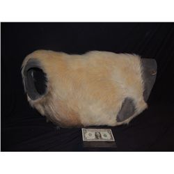 DOG CANINE FUR STUNT HARNESS WITH CANCER TUMOR BULGE NO RESERVE!