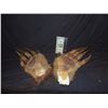 Image 2 : ALIEN CREATURE MONSTER SUIT HANDS WITH HUGE CLAWS WEARABLE