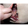 Image 2 : OFF THE MAP FAT MAN SILICONE SURGERY TORSO WITH ENTRAILS NECK AND ARMS SCREEN USED