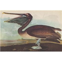 John James Audubon Circa 1946 BROWN PELICAN