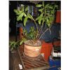 Image 1 : LIVE HOUSE PLANT