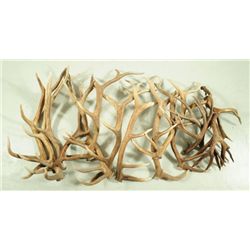 Collection of Elk & Deer Antlers