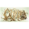 Image 1 : Collection of Elk & Deer Antlers