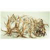 Image 2 : Collection of Elk & Deer Antlers