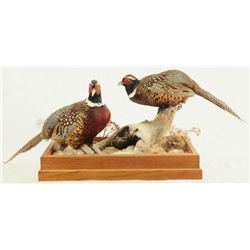 Pheasants Taxidermy Mount
