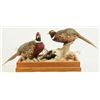 Image 1 : Pheasants Taxidermy Mount
