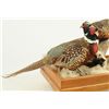 Image 2 : Pheasants Taxidermy Mount