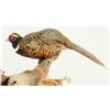 Image 3 : Pheasants Taxidermy Mount