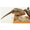Image 8 : Pheasants Taxidermy Mount