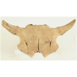 Antique Buffalo Skull