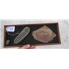 Image 1 : Fossil Collection