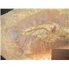 Image 2 : Fossil Collection