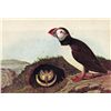 Image 1 : John James Audubon Circa 1946 ATLANTIC PUFFIN