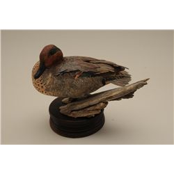 Excellent carved green wing teal wood carving  on stand by Greg Woodward two time world  champion an