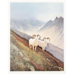 Color print entitled “Old Timers” showing two  white curled horn rams in a mountain  setting, approx