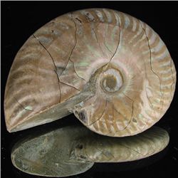 195ct Opalized Ammonite (MIN-002122)