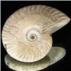 Image 2 : 195ct Opalized Ammonite (MIN-002122)