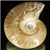 Image 2 : 170ct Opalized Ammonite (MIN-002128)