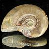 Image 1 : 50ct Opalized Ammonite (MIN-002067)