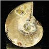 Image 2 : 50ct Opalized Ammonite (MIN-002067)