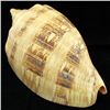 Image 2 : Scarce Collectible Voluta Magnifica Shell (SHL-000004)