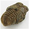 Image 2 : 155gm Tribolite Fossil (MIN-002003)