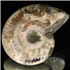 Image 2 : 105ct Opalized Ammonite (MIN-002092)