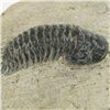 Image 2 : 340gm Preserved Tribolite Fossil On Base Material (MIN-002047)