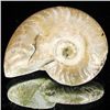 Image 1 : 115ct Opalized Ammonite (MIN-002129)