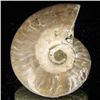 Image 2 : 115ct Opalized Ammonite (MIN-002129)