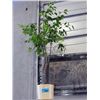 Image 1 : Approx 5F tall artificial tree