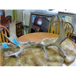 Set of moose antlers