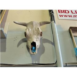Sun bleached bull skull