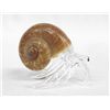 Image 3 : Collection of Glass and Shell Hermit Crabs